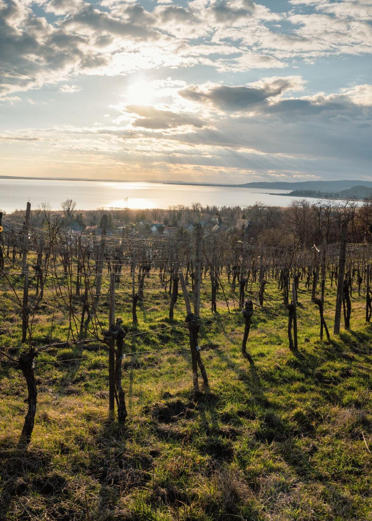 Domaine Edegger - Organic Winery Badacsony Badacsonytomaj Exterior foto